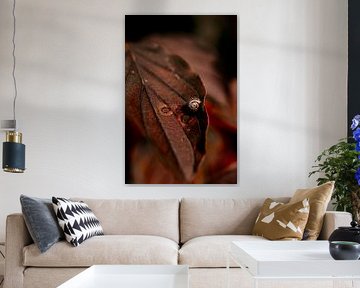 Macro snail autumn by Asia Hofman |  Lifestyle Fotograaf