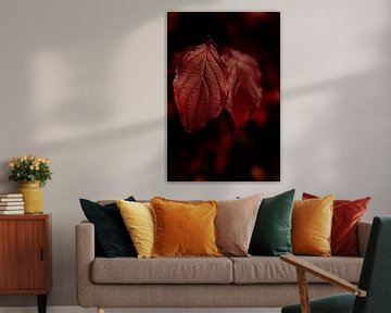 Autumn leaf by Asia Hofman |  Lifestyle Fotograaf