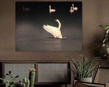 Schwan im ersten Licht des Biesbosch von Jan Jansen Natuurfotografie