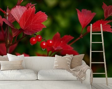 Viburnum Bessen Herfst