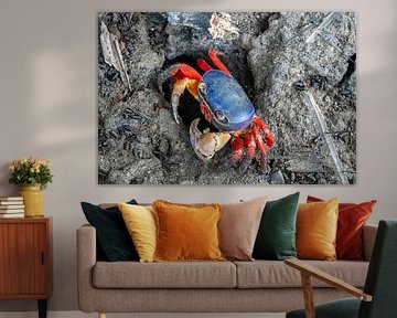 Peek-a-boo, a land crab in Costa Rica peeks around the corner by De wereld door de ogen van Hictures