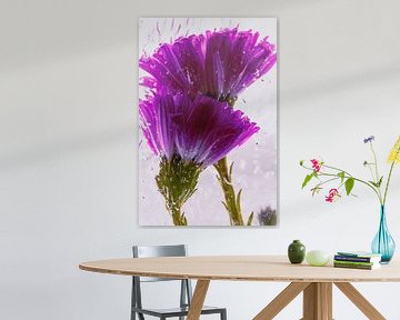 Herbst Aster in Eis 1