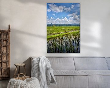 Reflets de ciel bleu sur les rizières verdoyantes indonésiennes sur Frank Photos
