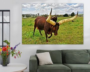 Close-up of an Ankole cow with huge horns by Werner Lehmann