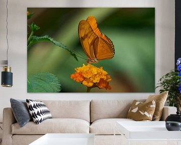 Butterfly ... by Eric Fotografie