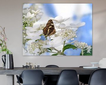 Landcap butterfly on a white hydrangea flower