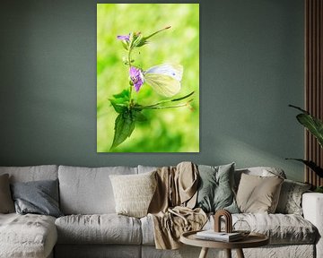Cabbage white butterfly Butterfly on the flower of a cranesbill by ManfredFotos
