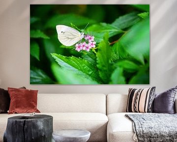 Cabbage white butterfly Butterfly on the blossom of a spirea bush by ManfredFotos