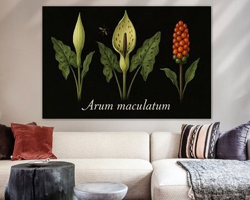 Arum maculatum