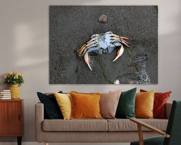 A crab on the beach by Matthias Brix