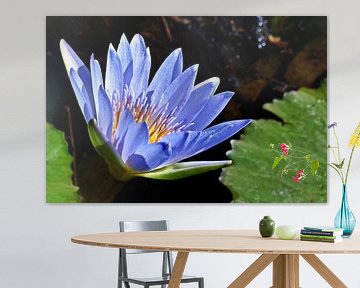 un nénuphar bleu dans la lumière du soleil