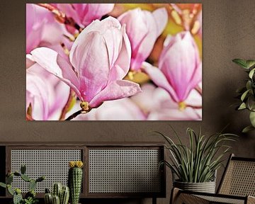 a beautiful Alexandrina magnolia blossom in the sunlight by Werner Lehmann
