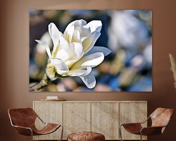 a beautiful star magnolia blossom in the sunlight by Werner Lehmann