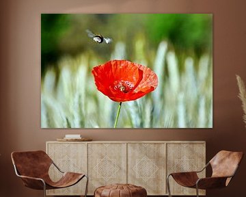 un bourdon et une fleur de coquelicot rouge dans un champ de céréales