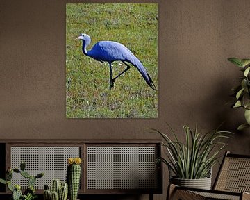 a blue crane in South Africa by Werner Lehmann