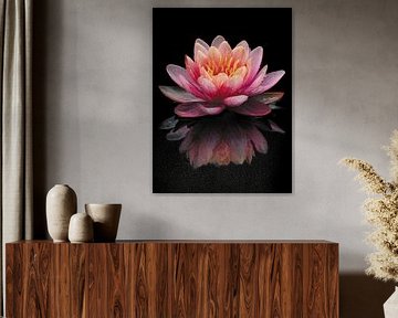 Nénuphar