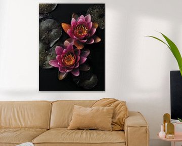 Water lily
