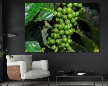 Café vert - La beauté des grains encore immatures sur NZME Photography