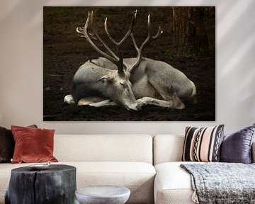 Cerf élaphe endormi