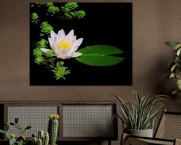 White water lily in the grass pond by ManfredFotos