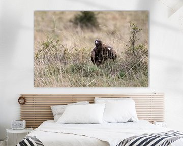 A golden eagle in the meadow by Teresa Bauer