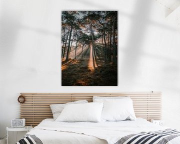 Harpes solaires après le lever du soleil dans une forêt d'automne sur Daniël de Jong