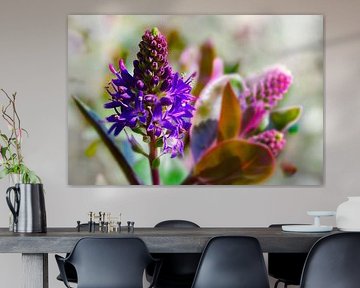 Purple-blue flower by Pictures by GJ