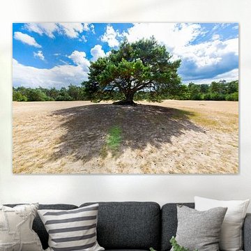 Arbre sur le sable .