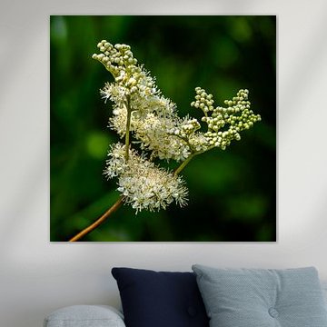 Meadowsweet