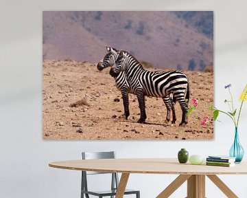 Zebra's Ngorongoro krater von Roos Vogelzang