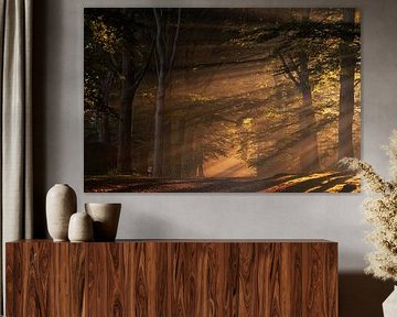 Ambiance matinale dans la forêt sur René Vos