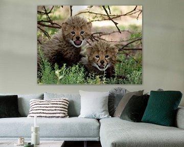 Cheetah welpen  van Roos Vogelzang