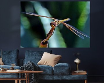 a brown dragonfly in my garden by Werner Lehmann