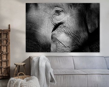 Elefant von Peter Zeedijk