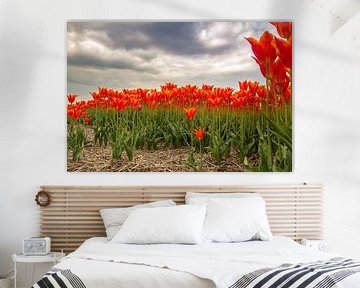 Champ de bulbes avec tulipes orange en Hollande septentrionale sur AdWF