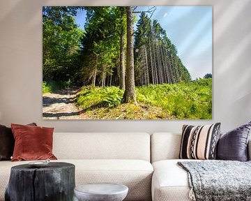 Der Wald auf dem Berg bei Ognies in den belgischen Ardennen.