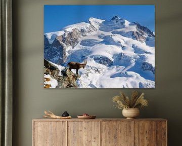 Steinbock im Monte Rosa Massiv oberhalb von Zermatt von Menno Boermans