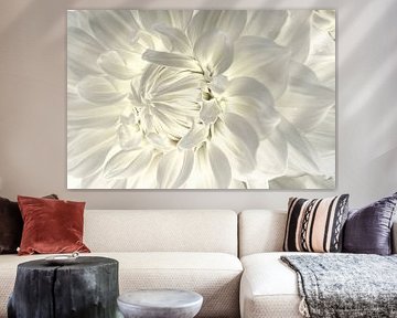 The beautiful details of a dahlia (white dahlia with beautiful light) by Birgitte Bergman