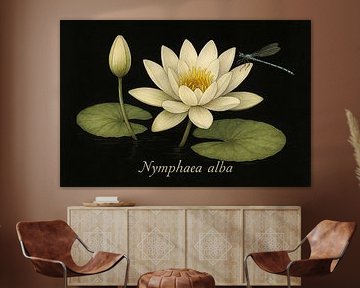 Waterlily - Stille auf der Wasseroberfläche