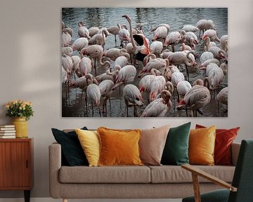 mehr als 400 Flamingo's