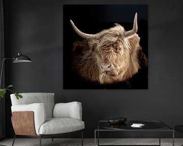 Schottischer Highlander im Biesbosch von Jan Jansen Natuurfotografie