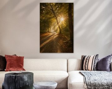 Sentier dans la lumière du matin sur David Krause