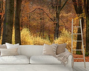 Schöne Herbstfarben in Gelb und Orange in einem Wald in Drenthe