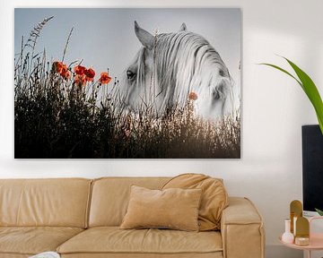 Paard in Reflectie tussen Klaprozen en Avondlicht