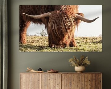 Highlander écossais