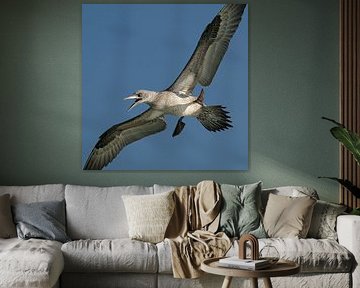 Juvenile gannet by Ronald Mallant