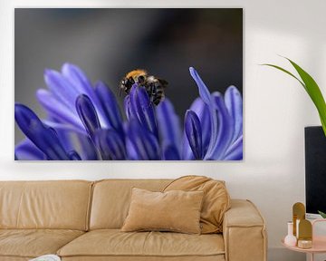 A bee explores an African lily by Sander Dorigo