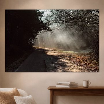 Licht und Schatten im Wald