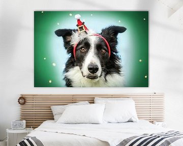 Border Collie wearing Christmas headband with festive background by Annabell Gsödl