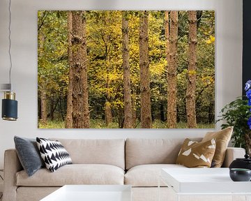 Autumn forest on the Veluwezoom with yellow beeches among pine trees by Saranda in 't Veld Fotografie